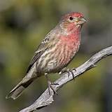 Male House Finch Photo Images