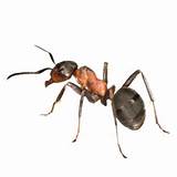 Carpenter Ants In Florida Pictures