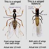 Photos of Termite Insect Facts