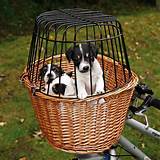 Pictures of Dog Basket For Your Bike