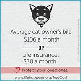 Images of Average Cat Insurance Cost
