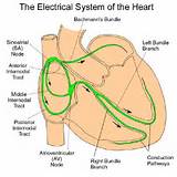 Electrical Parts Of The Heart Photos