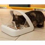 Chip Activated Cat Feeder