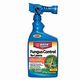 Bayer Advanced Fungus Control Home Depot Photos