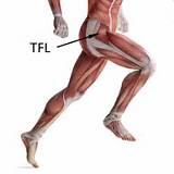 Photos of Tfl Muscle Strengthening