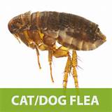Images of Dog Cat Flea Control