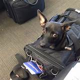 Delta Airlines Service Dog