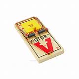 Setting A Victor Mouse Trap Photos