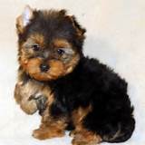 Prices For Yorkies Pictures