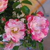 Pictures of Rosa Flower Carpet Pink