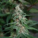 Pictures of Auto Marijuana Seeds