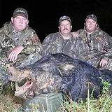 Images of Hog Hunting Outfitters In Kentucky