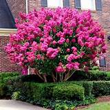 Images of Large Flowering Trees For Sale