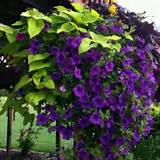 Climbing Plant With Purple Flowers Pictures