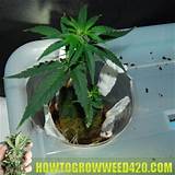 Best Pots To Grow Marijuana Images