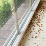 Termite Swarmers Australia Photos
