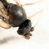 Zombie Fly Vs Fire Ants Pictures