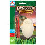 Dinosaur Fossil Kit Egg Photos