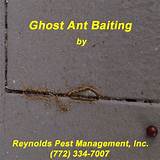 Images of Reynolds Termite And Pest Control