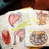 Photos of How To Study Anatomy Medical School