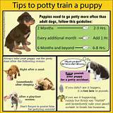 Dog Training Tips Photos