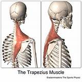 Trapezius Muscle Exercises