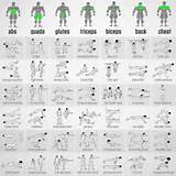 Muscle Exercises Chart Photos