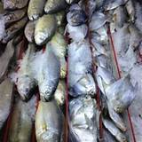 Fresh Fish Market Greensboro Nc