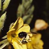 Pictures of Can Carpenter Bees Sting You
