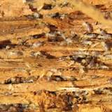 Garden Termites Images