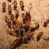 Photos of Termites Health Risk