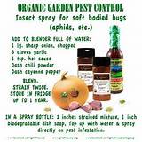 Photos of Organic Garden Pest Control