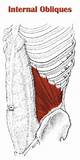 Muscle Oblique Exercises Images