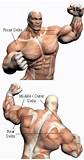 Images of Shoulder Exercises Muscle