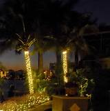 Images of Landscape Lighting Palm Trees