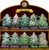 Pictures of Where To Purchase Marijuana Seeds