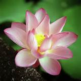 Lotus Flower For Sale Pictures