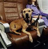 Pictures of Carrier For Dogs On Airplanes