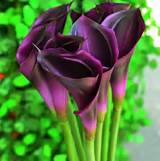 Purple Real Touch Flowers Pictures
