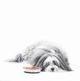 Photos of Canned Dog Food For Picky Eaters
