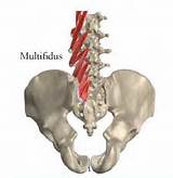 Multifidus Muscle Exercises Images