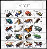 Florida Pest Identification