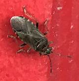 Elm Seed Bug Control Pictures