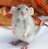 Rat With Big Ears Images