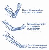 Pictures of Muscle Contraction Exercise