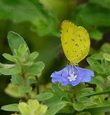 Photos of Blue Daze Flower