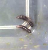 Images of Household Pests Identification Uk