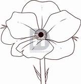 Images of How To Draw A Poppy Flower