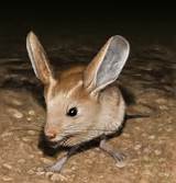 Photos of Jerboa Rodent