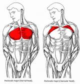 Pictures of Upper Pectoral Muscle Exercises